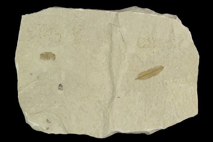 Fossil Weevil and Leaf - Green River Formation, Utah #101575